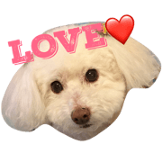 Toy poodle Martha's stamp Toy poodle Martha's stamp