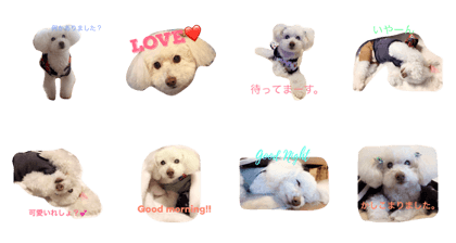 Toy poodle Martha's stamp Toy poodle Martha's stamp