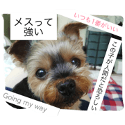 LOVERY Yorkshire terrier LOVERY Yorkshire terrier