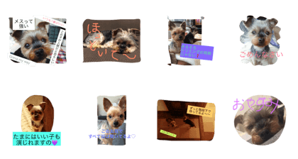 LOVERY Yorkshire terrier LOVERY Yorkshire terrier