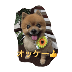 WAFU STAMP