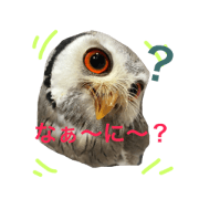 KONOHA&BEE1 KONOHA&BEE1