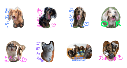 LOVEdogLOVEcat LOVEdogLOVEcat