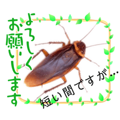 Panda_20210529215354