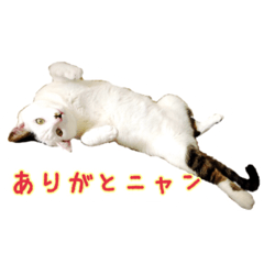 CAT☆ネコのナギちゃん no.1日常