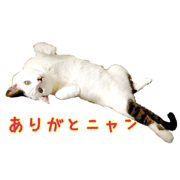 CAT nagi CAT nagi