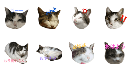 sinoppenokao sinoppenokao