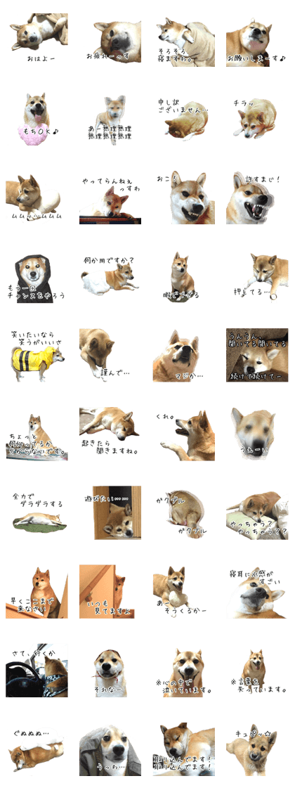 Big Fat Shiba(dog) Big Fat Shiba(dog)