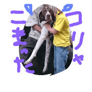 The daily life of shy Pointer