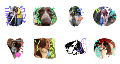 The daily life of shy Pointer