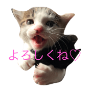 mocota stamp mocota stamp