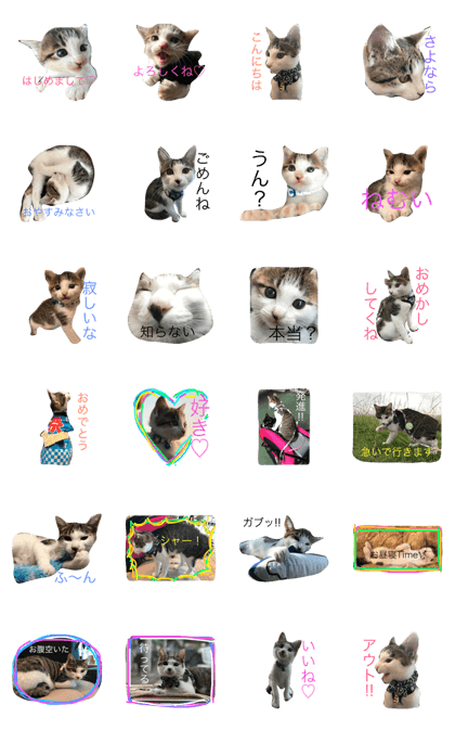 mocota stamp mocota stamp