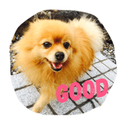 Uchi no Pomeranian Uchi no Pomeranian