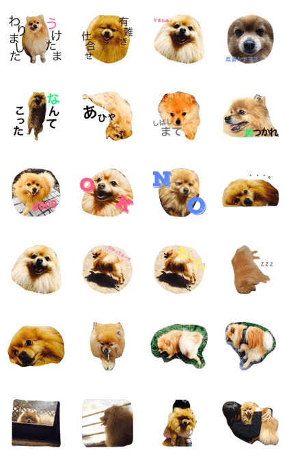 Uchi no Pomeranian Uchi no Pomeranian