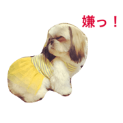 handsome shihtzu goemon handsome shihtzu goemon