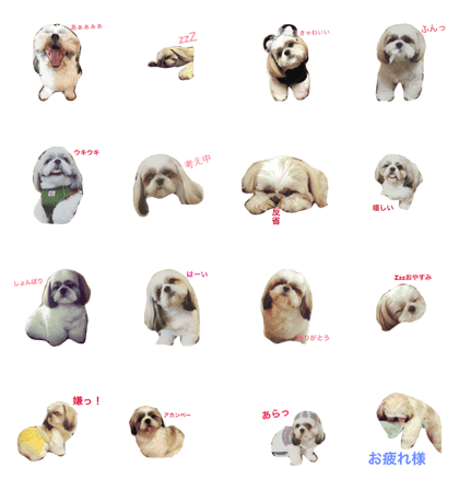 handsome shihtzu goemon handsome shihtzu goemon