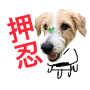 MY Jack Russell pele2 MY Jack Russell pele2