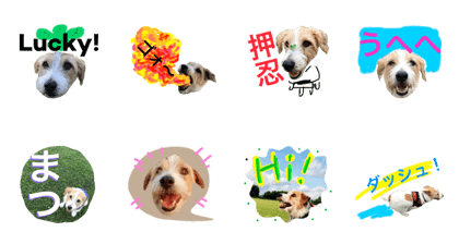 MY Jack Russell pele2 MY Jack Russell pele2