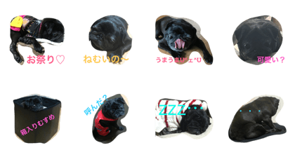 kuro pug no kuro