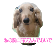 My miniaturedachshund