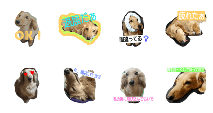 My miniaturedachshund