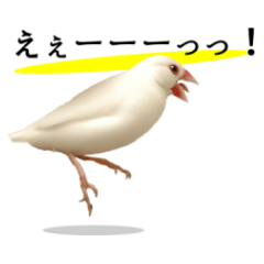 桜文鳥と白文鳥の日常会話【実写版】
