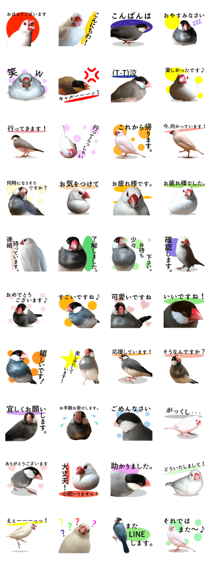 Conversation of a Java sparrow [photo]