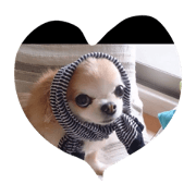 umekotohimawari umekotohimawari