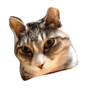 nekonofukuchan nekonofukuchan