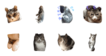 nekonofukuchan nekonofukuchan