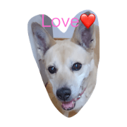 MIX DOG momo! MIX DOG momo!