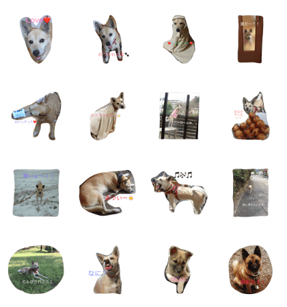 MIX DOG momo! MIX DOG momo!