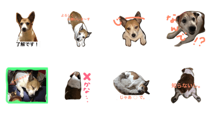 wagayanoMaronsan wagayanoMaronsan