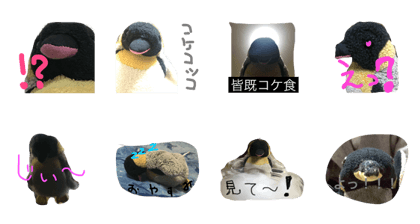 kokekokkopen kokekokkopen