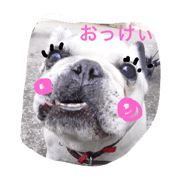 BUHI STAMP BUHI STAMP