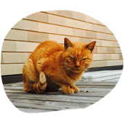 cat nyanchu cat nyanchu