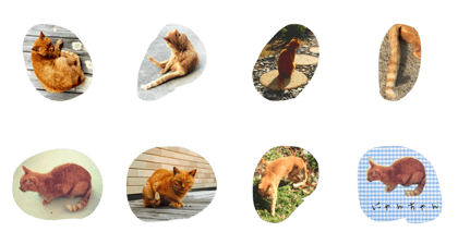 cat nyanchu cat nyanchu