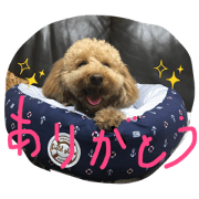 dekatoypoo dekatoypoo