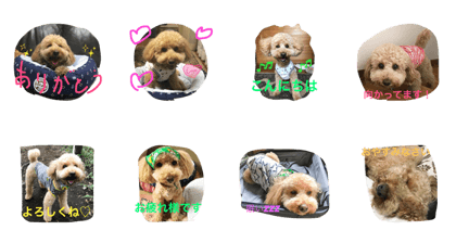 dekatoypoo dekatoypoo