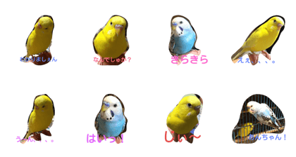 my homes parakeet my homes parakeet