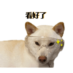 「防疫狗狗」—豆漿表情包第二彈