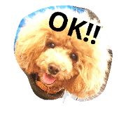 toypoo Komachi toypoo Komachi