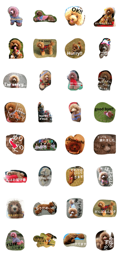 toypoo Komachi toypoo Komachi