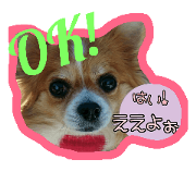 lovely dog. He name is Ren.