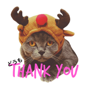 Tom's daily life realcat