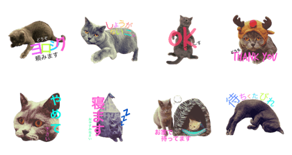 Tom's daily life realcat