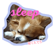 lovely dog. He name is Ren.part2 lovely dog. He name is Ren.part2