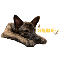 我叫黑糖又名楚楚