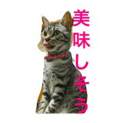 greetings Koume