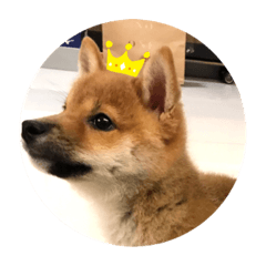 有貓有狗有貓有狗